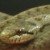reptile mitigation